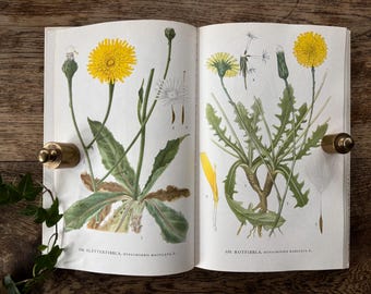 Decimo volume della collana di botanica Nordic Flora: Stampe di piante di C.A.M. Lindman (1974)