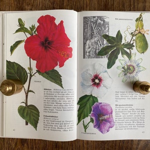 May include: A book page with illustrations of hibiscus and passionflower plants. The text describes the plants and their origins. The page number is 42.