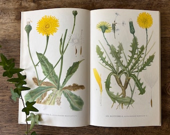 Nordens Flora / スウェーデンの植物図鑑 C.A.M Lindman