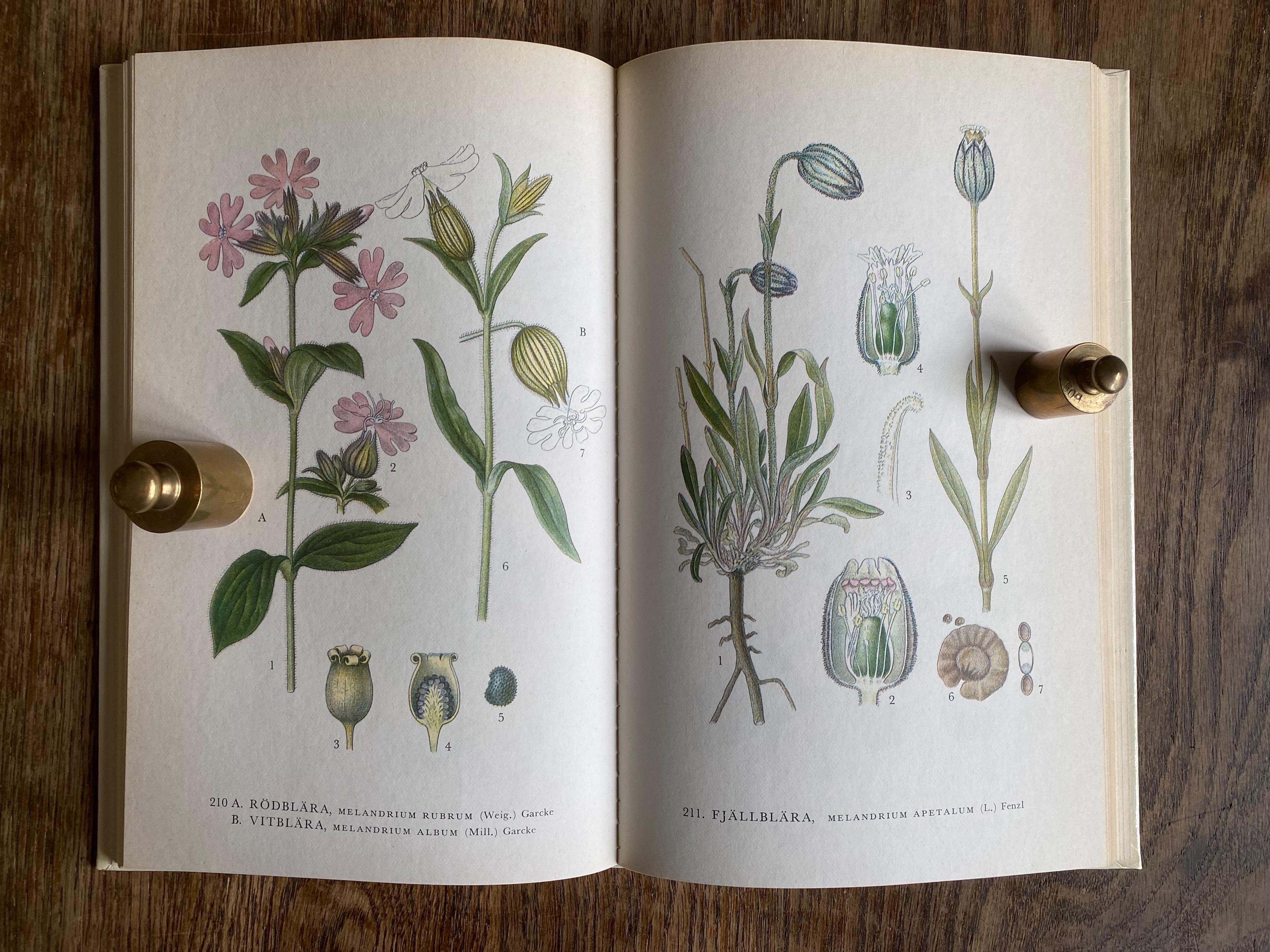 Nordens Flora Book - Etsy
