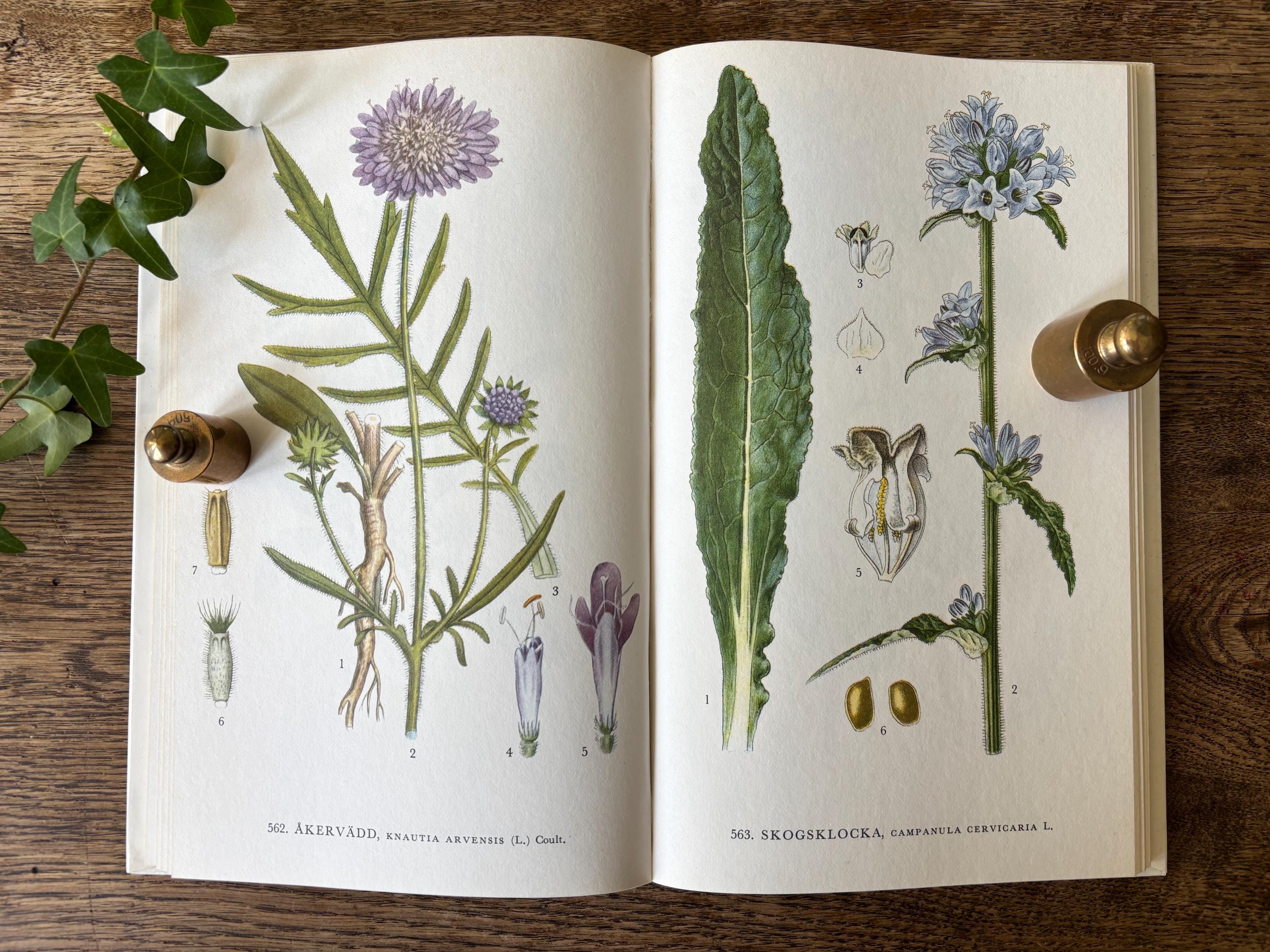 Nordens Flora 植物図鑑 C.A.M. Lindman　第4巻 Nordens Flora 植物図鑑 C.A.M. Lindman 第4巻 スウェーデンの