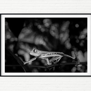 Black and White Wildlife Photography Print of a Red Eye Tree Frog | Costa Rica Prints A4 A3 | Animal Photos Framed | Gifts for Animal Lovers
