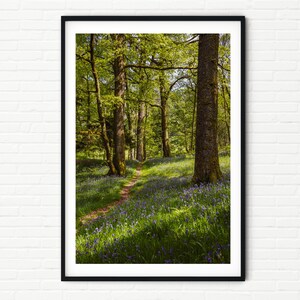 Bluebell Woods Photography Print | UK Landscape Photo of Lake District | Beautiful Spring Woodland Scenery Nature Wall Art of England A2 A3