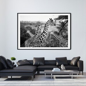 Giraffes Photography Print Black and White A4 Kenya Travel Prints A3 African Wildlife Pictures of Giraffes Animals in Nature Wall Art image 6