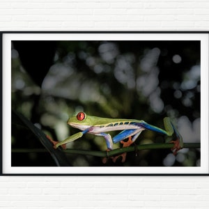 Tropical Rainforest Animal Prints Framed | Red Eye Tree Frog Photo | Costa Rica Wildlife Photography | Pictures of Animals Large Wall Art A4