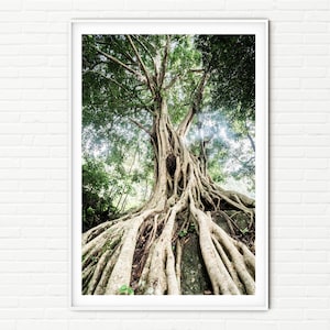 Könnte beinhalten: Ein großer Baum mit dicken, knorrigen Wurzeln, die aus dem Boden wachsen. Der Baum ist von üppigem Grün umgeben.