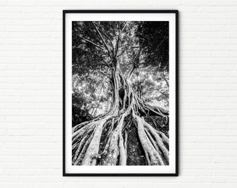 Black and White Tree Photo | Fine Art Landscape Photography Print A4 | A3 Nature Pictures | Unframed Extra Large Trees Wall Art of India A2