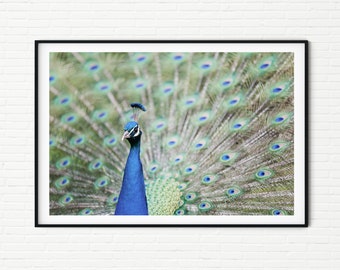 Peacock Art Print | Wildlife Bird Photography Living Room Bedroom Wall Decor | Animal Photo | Beautiful Bright Green Blue Colourful Feathers