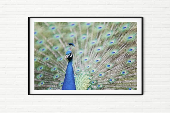 Male peacock display tail feathers For sale as Framed Prints, Photos, Wall  Art and Photo Gifts