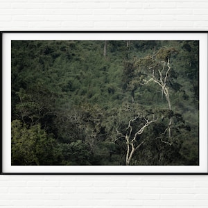 May include: A photograph of a lush green forest with tall trees and a few bare branches reaching up towards the sky.