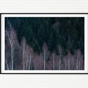 May include: A photograph of a forest with a dark green background and a row of birch trees in the foreground. The birch trees are bare and have a white bark. The forest is in the background and is out of focus.