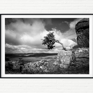 May include: A black and white photograph of a solitary tree growing out of a rocky cliff. The tree is bent over, as if by the wind, and the cliff overlooks a valley. The sky is cloudy and the image has a dramatic feel.