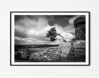 Dramatic Black and White UK Landscape Photography Print | Dartmoor National Park Framed Photo | England Windswept Tree Nature Wall Art A4 A2