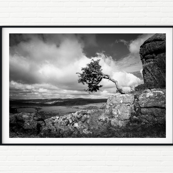 Dramatic Black and White UK Landscape Photography Print | Dartmoor National Park Framed Photo | England Windswept Tree Nature Wall Art A4 A2