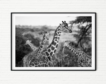 Giraffes Photography Print Black and White A4 | Kenya Travel Prints A3 | African Wildlife Pictures of Giraffes | Animals in Nature Wall Art