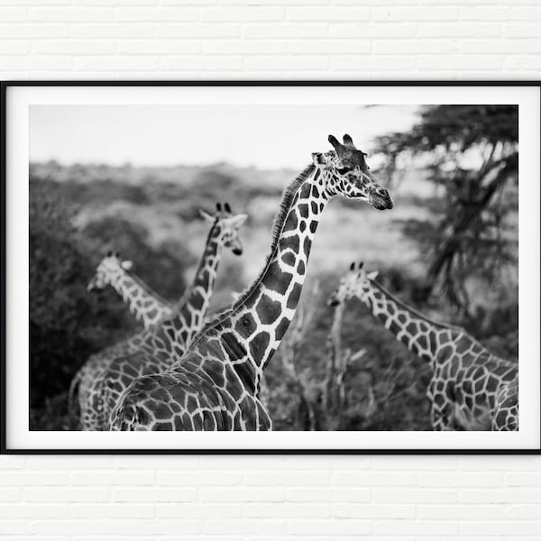 Giraffes Photography Print Black and White A4 | Kenya Travel Prints A3 | African Wildlife Pictures of Giraffes | Animals in Nature Wall Art