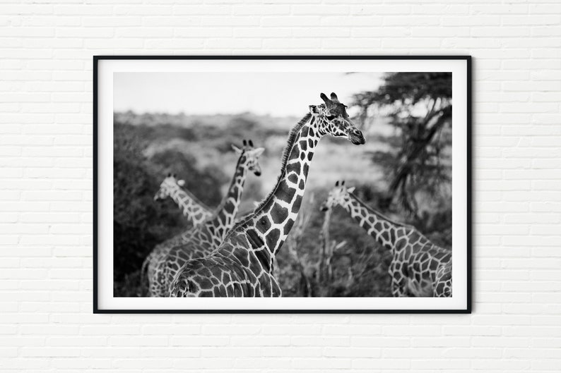 Giraffes Photography Print Black and White A4 Kenya Travel Prints A3 African Wildlife Pictures of Giraffes Animals in Nature Wall Art image 1