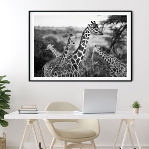 Giraffes Photography Print Black and White A4 Kenya Travel Prints A3 African Wildlife Pictures of Giraffes Animals in Nature Wall Art image 2