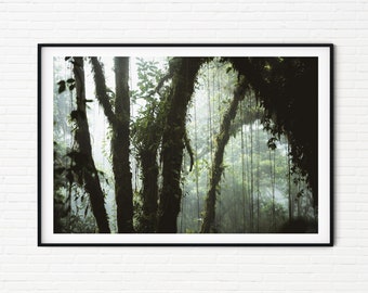 May include: A photograph of a lush green forest with thick vines hanging from the trees. The light filters through the leaves, creating a dappled effect on the forest floor.
