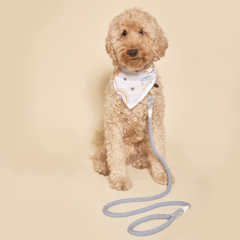 May include: A light brown dog wearing a white bandana with a rainbow and stars print, sitting on a light beige background with a light blue rope leash.