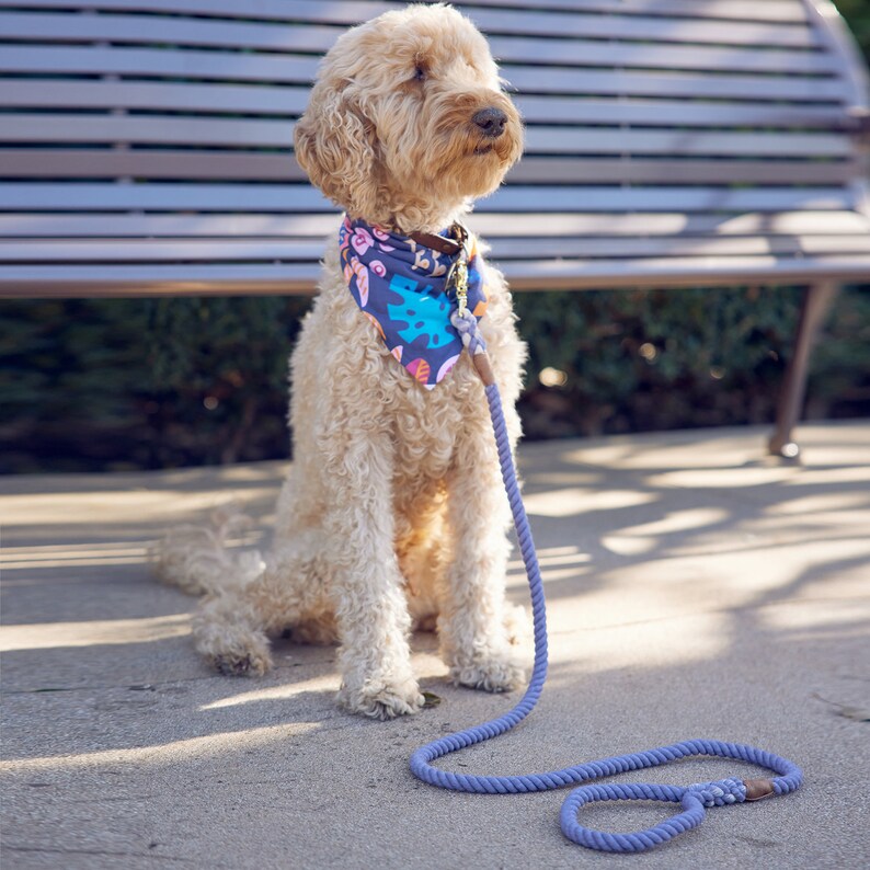 May include: A light brown dog wearing a colorful bandana sits on a concrete surface with a purple rope leash. The dog is looking to the right of the frame.