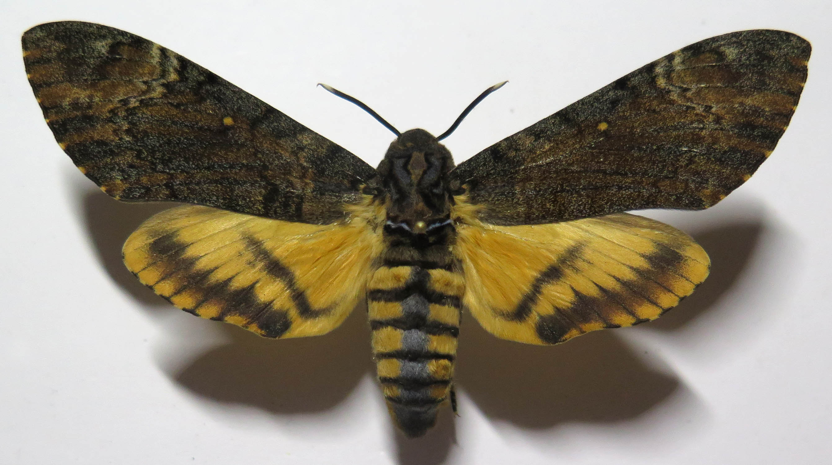 Real skull moth deathhead moth Acherontia styx female Etsy