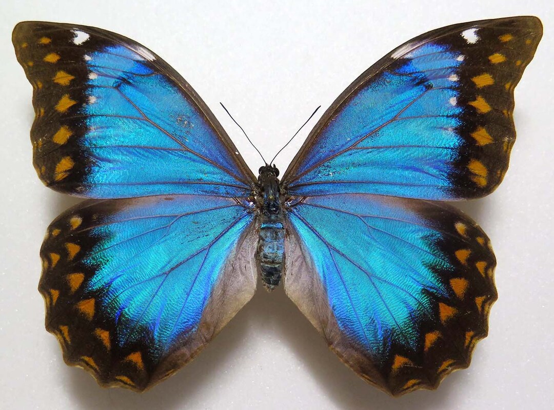 Morpho Anaxibia Female brasil - Etsy