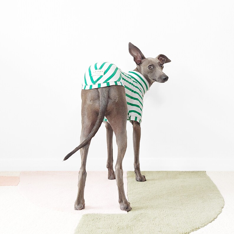 Maßgeschneidertes Hunde-T-Shirt PETIT POIS Nachhaltig hergestellte Hundebekleidung aus Bio-Baumwolle, grünes, maßgeschneidertes Hunde/Windhund-Top, UK-Shop Bild 3