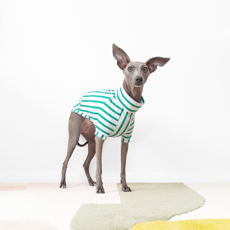 Maßgeschneidertes Hunde-T-Shirt PETIT POIS Nachhaltig hergestellte Hundebekleidung aus Bio-Baumwolle, grünes, maßgeschneidertes Hunde/Windhund-Top, UK-Shop Bild 5