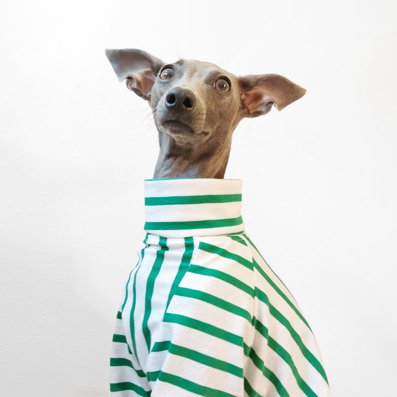 Maßgeschneidertes Hunde-T-Shirt PETIT POIS Nachhaltig hergestellte Hundebekleidung aus Bio-Baumwolle, grünes, maßgeschneidertes Hunde/Windhund-Top, UK-Shop Bild 7