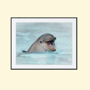 foto delfino incredibile stampa del delfino su carta fine art per la decorazione della stanza del nido speciale per gli amanti dei delfini