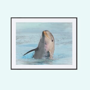 foto delfino incredibile stampa del delfino su carta fine art per la decorazione della stanza del nido speciale per gli amanti dei delfini