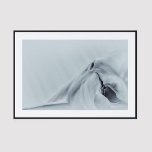 poster dei delfini per la tua decorazione domestica stampato su carta fine art regalo speciale per gli amanti dei delfini