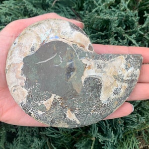 Natural Ammonite Fossil