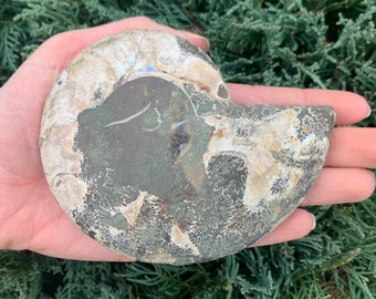 Natural Ammonite Fossil