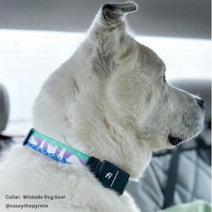 White dog wearing a colorful collar and Fi Series 3 adapter