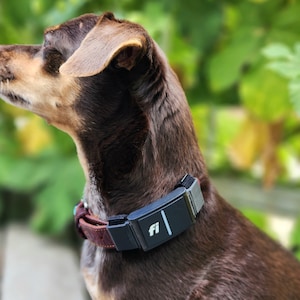 Fi Series 3 collar adapter worn by a 15lb dog