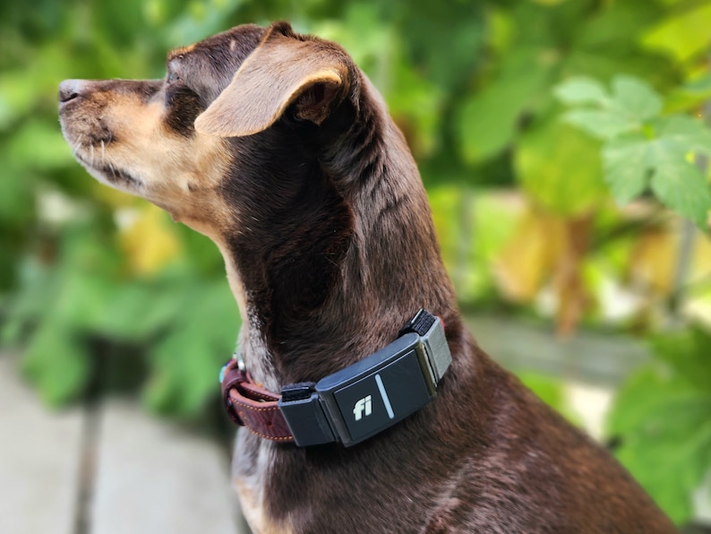 Fi Series 3 collar adapter worn by a 15lb dog