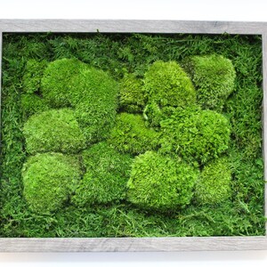May include: A framed moss wall art piece with a gray frame and a variety of green moss textures.