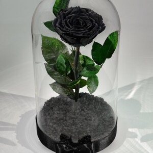 Black Rose Flower