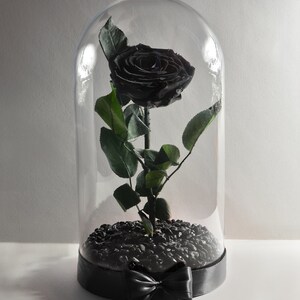Real Eternal Rose