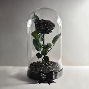 Real Black Rose