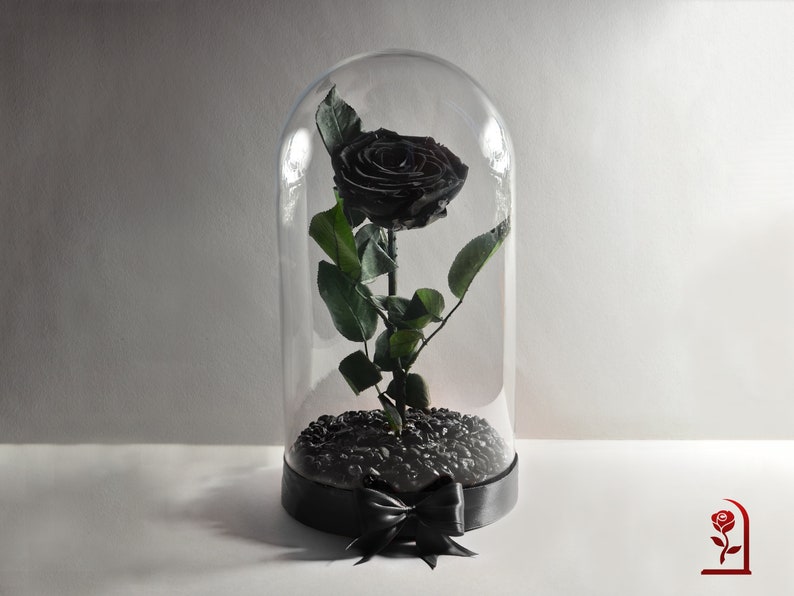 Real Black Rose