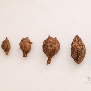 May include: A series of six brown, seed-like objects arranged in a line, each with a unique shape and texture. The objects vary in size, with the smallest on the left and the largest on the right. The background is a plain white surface.