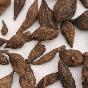 May include: A collection of dried, brown, irregularly shaped items, possibly seeds or pods, scattered on a white surface. The objects vary in size and shape, with some appearing elongated and others more rounded.