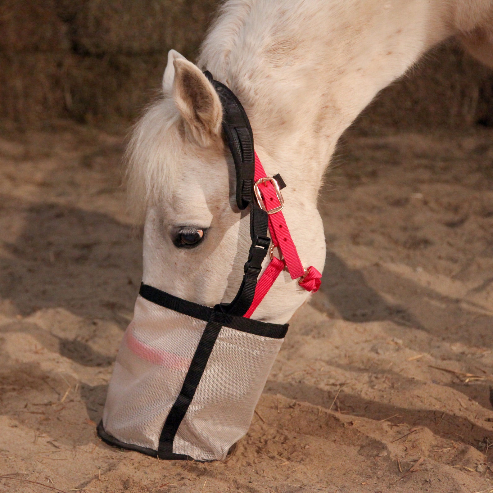 Majestic Ally Horse Feed Bag Nylon Mesh Grain Feed Bag Etsy