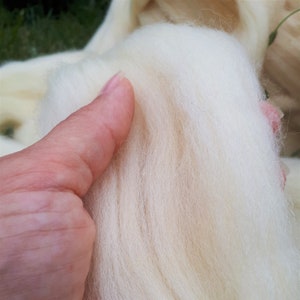 Può includere: Primo piano di una manciata di morbida lana cardata bianco sporco. Le fibre di lana sono fitte e appaiono soffici. Il colore naturale della lana è bianco crema, con sottili variazioni di tono. La lana è tenuta in una mano, con altra lana sullo sfondo.