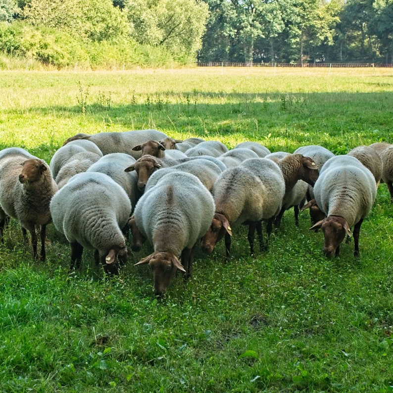 Pu&ograve; includere: Un gruppo di pecore pascola in un campo erboso. Le pecore sono principalmente bianche con il viso e le gambe marroni. Le pecore sono riunite in un cerchio sciolto.