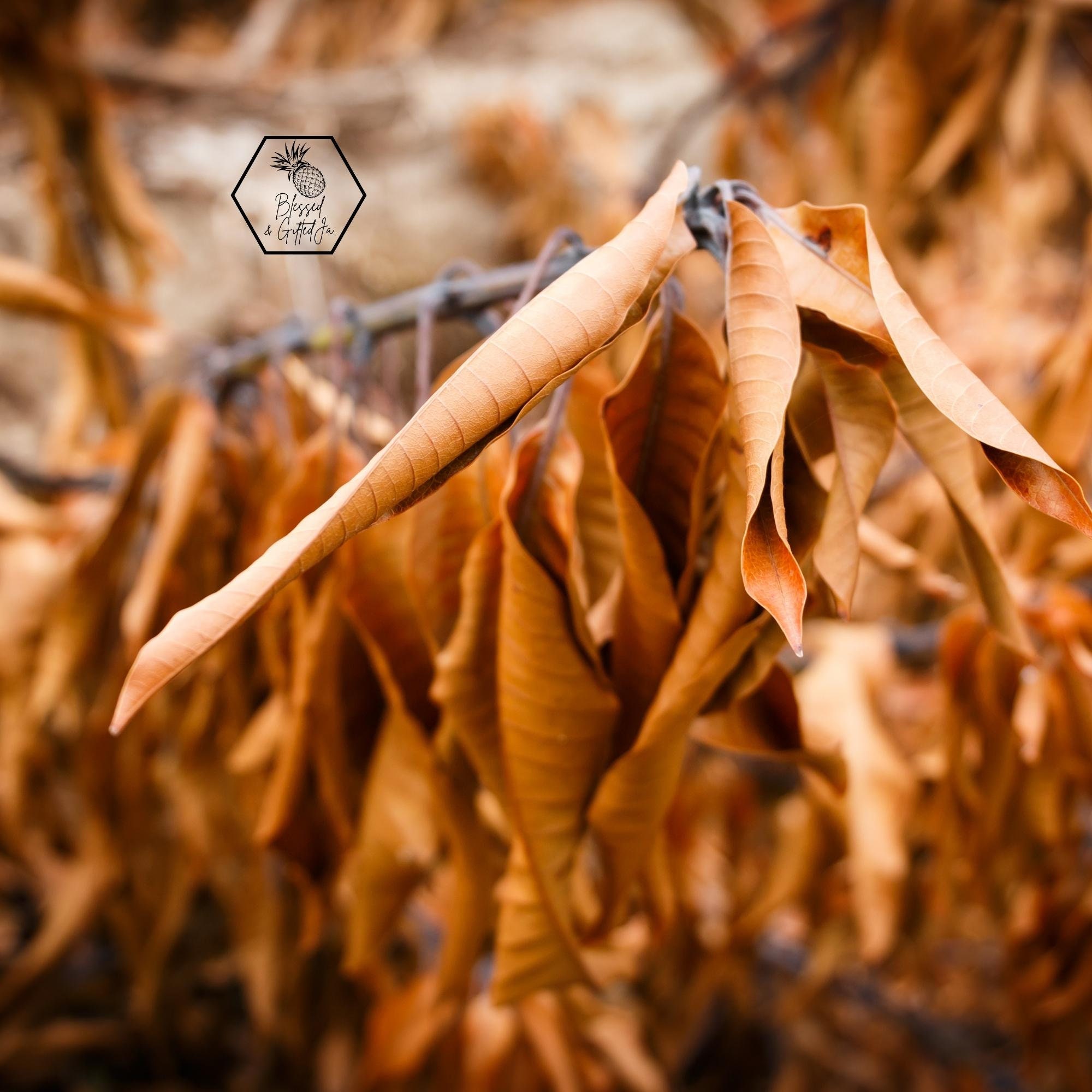 Jamaican Mango Leaves, Mangifera Indica, Natural Dried Mango Leaves, Mango Leaf Tea, Herbal