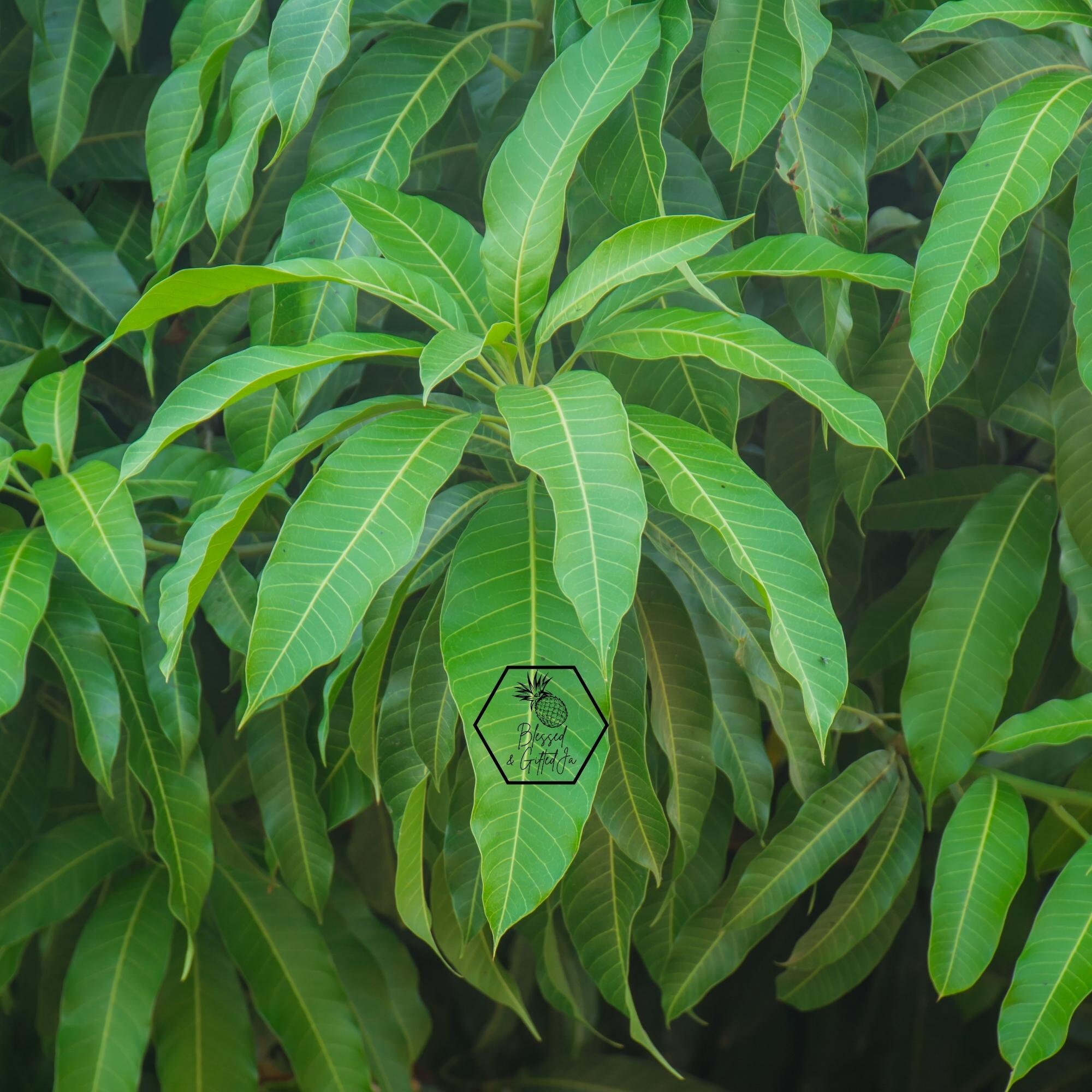 Jamaican Mango Leaves, Mangifera Indica, Natural Dried Mango Leaves, Mango Leaf Tea, Herbal